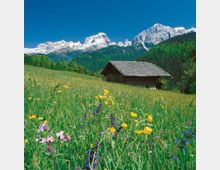 Baita di legno con tetto in scandole su un prato alpino in pendenza ricco di fiori selvatici. Sullo sfondo si vedono boschi di conifere e una catena montuosa con cime rocciose innevate sotto un cielo azzurro.