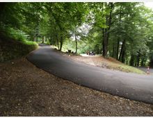 Strada asfaltata che curva in salita attraverso un bosco fitto, con alberi alti e fogliame che copre gran parte della scena. A sinistra corre un muretto in pietra e lungo i bordi si vede terreno con foglie e ghiaia.