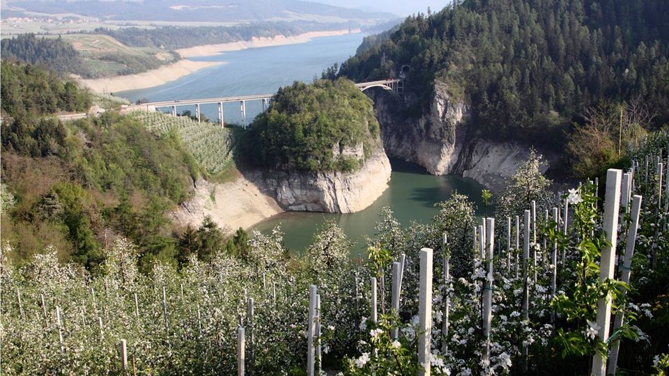 Veduta panoramica di un lago o bacino artificiale tra colline boscose, con rive rocciose chiare e un ponte/viadotto che attraversa una stretta valle. In primo piano si vede un frutteto in fiore su pendio, con file di pali di sostegno.