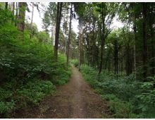 Sentiero sterrato che attraversa un bosco fitto, con alberi alti e vegetazione verde densa ai lati. Il percorso si addentra tra tronchi sottili e chiome che filtrano la luce.